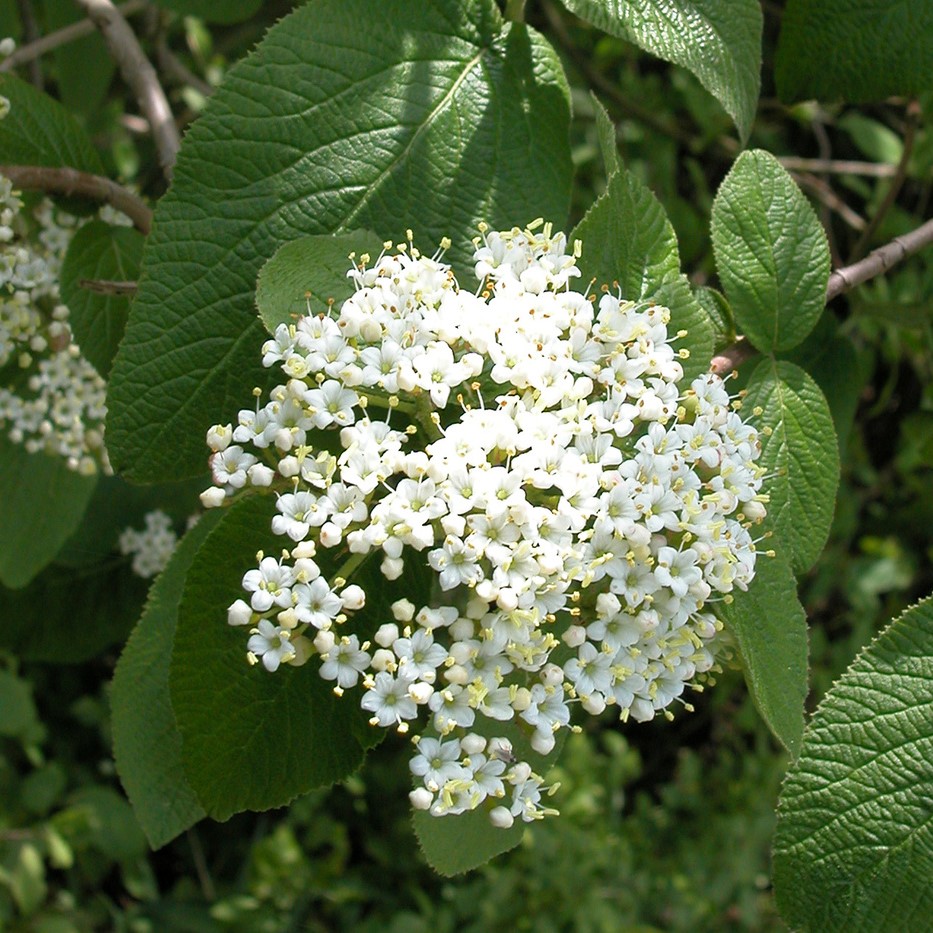 Wolliger Schneeball (Viburnum lantana) | Garmundo
