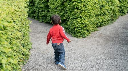 Die richtigen Heckenpflanzen wählen